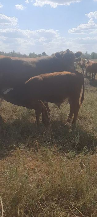 Еркек подсос бузауларды ургашы акбас подсос бузауларга ауыстырам