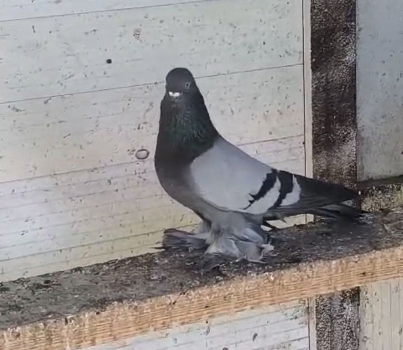 Продается сизый самец