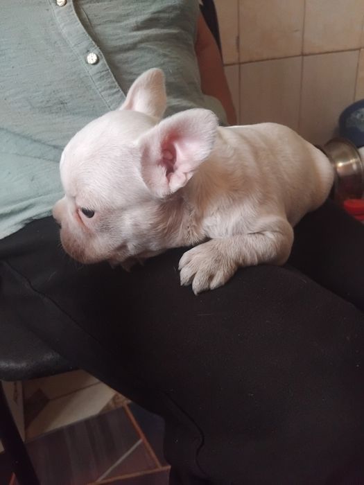 Французский бульдога