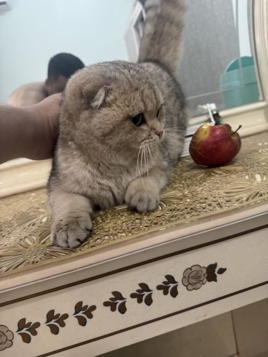 Scotish Fild mushugi sotiladi!!!