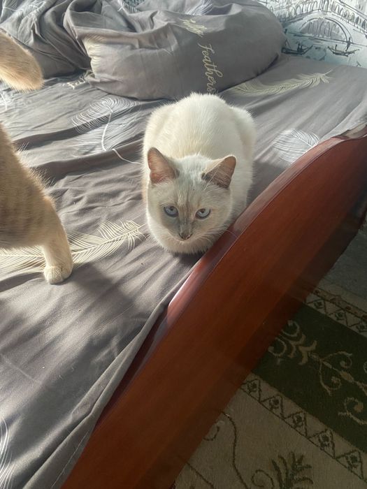 Отдам в добрые руки