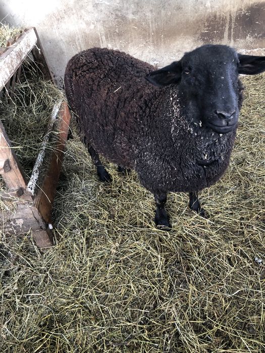 Berbec tinar rasa jura de carne