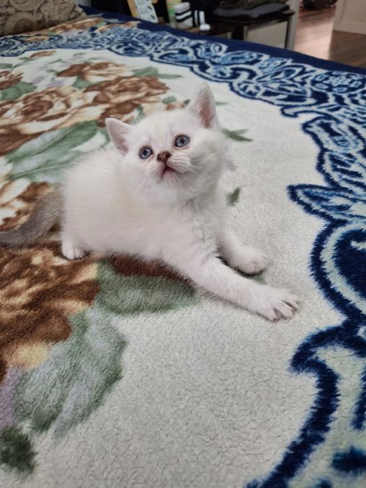 Белый шотландский котенок