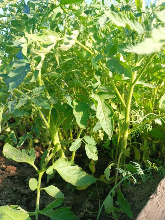 Продам рассаду помидор
