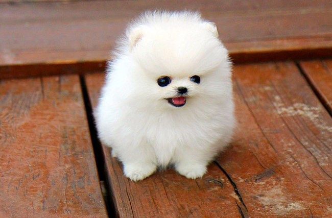 Померанский щенок фото Померанский щенок фото