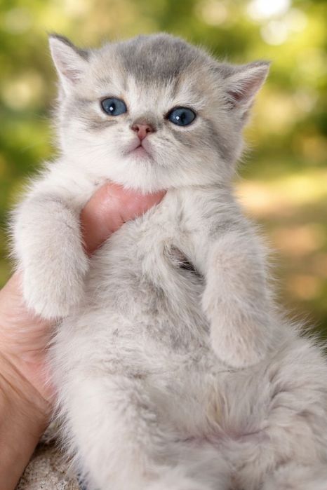 Шикарный  мальчишка серебристая шиншилла