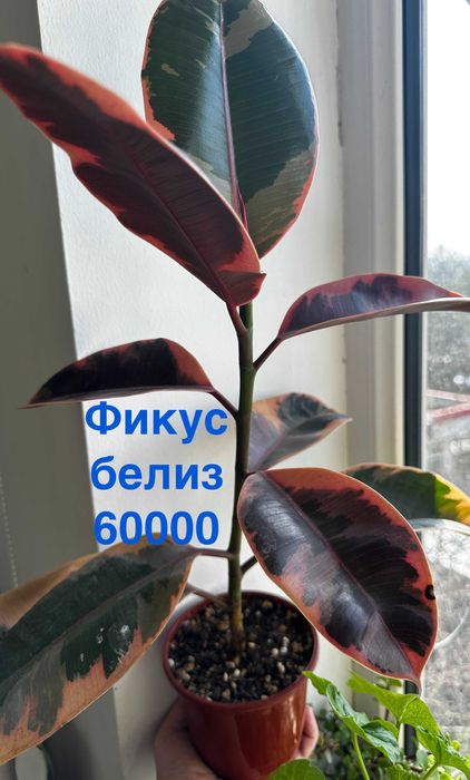 Антуриум фиолетовый, Фикус, Драцена, Замиокулькас, Спатифиллум беллини