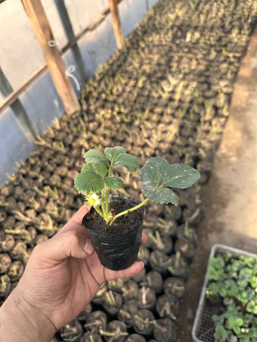 Рассада клубники