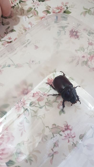 Жук  насарог  для  тирариума