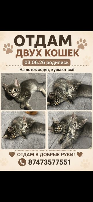 Отдам кошечек в добрые руки