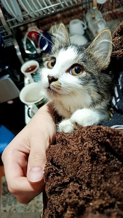 Котёночек, девочка