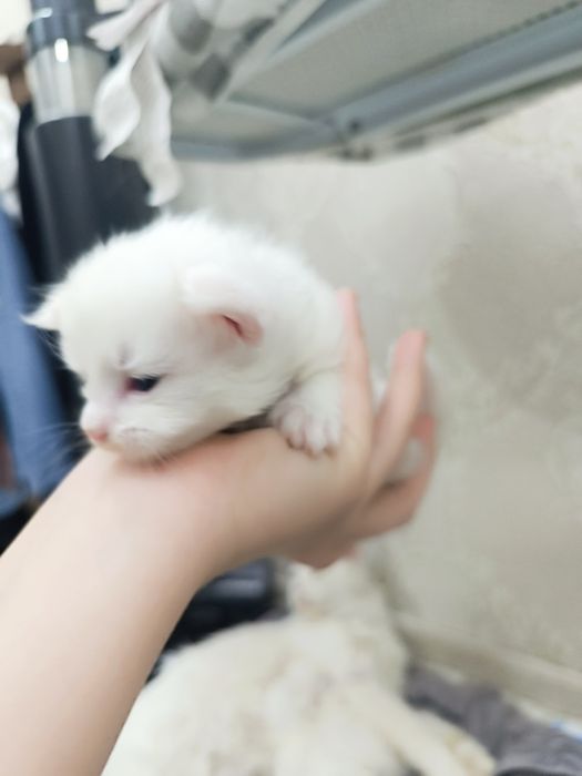 Кошка и котята Мейн кун