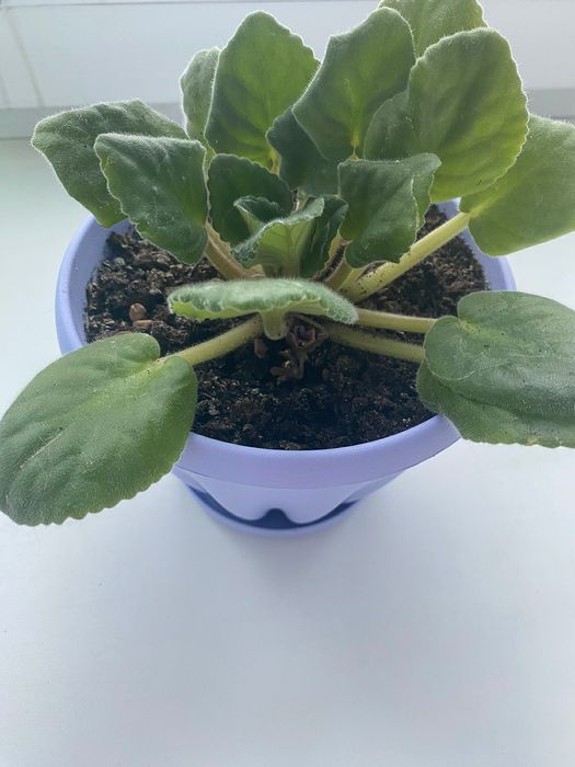 Продам комнатные фиалки