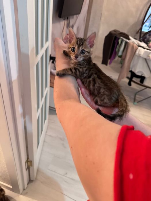 Красивые котята леопарды бенгалы