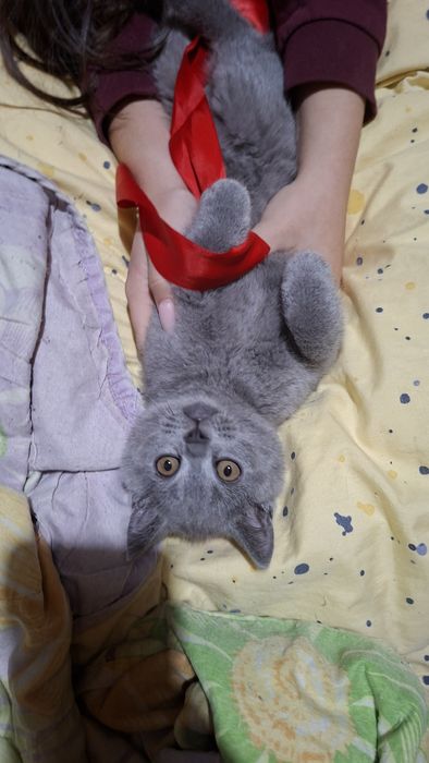 Страхотен британец