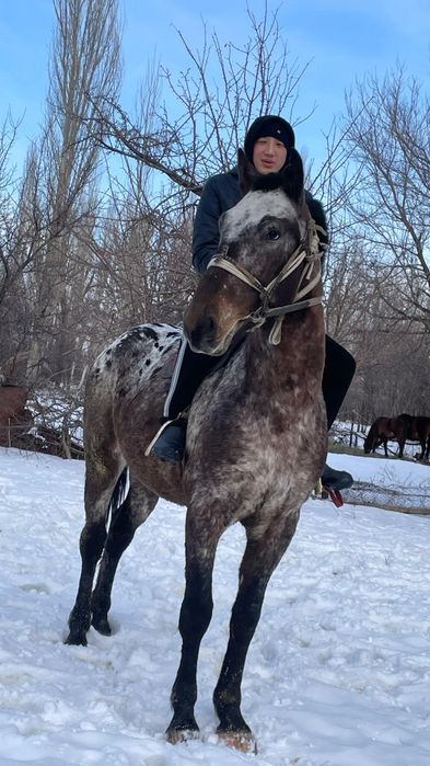 Байшубар  шаухар жылкы