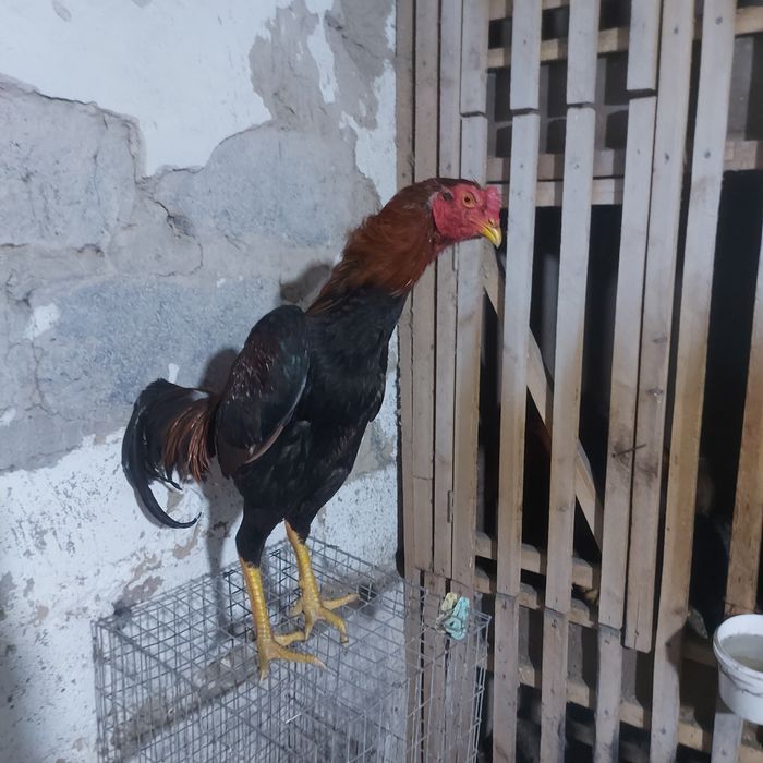 Джужа июнски Корейц китай