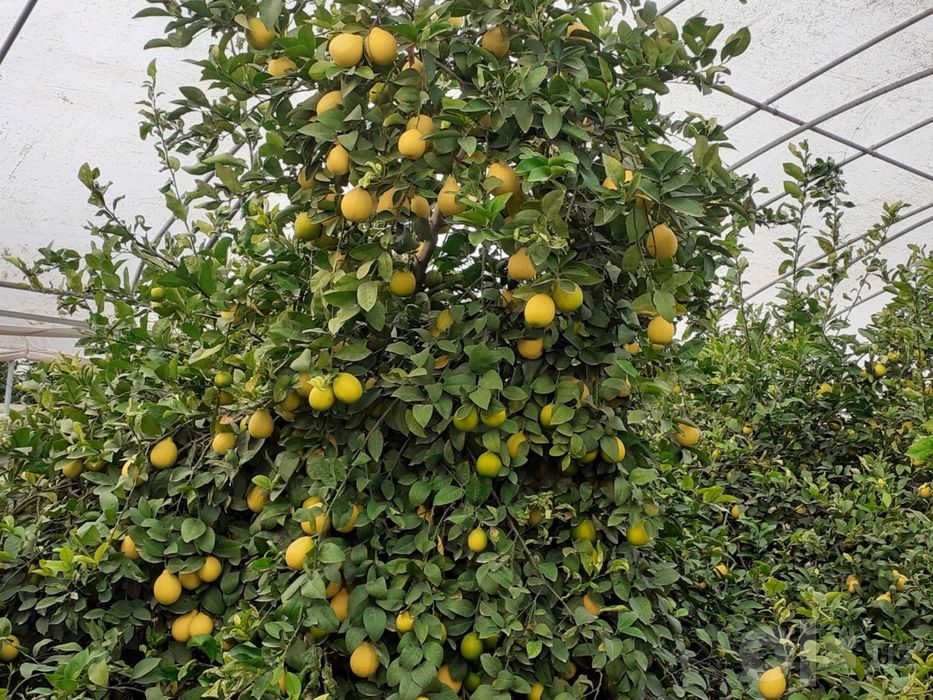 Limon sotiladi 8 tonna, manzil Toshkent daraxtda turibti