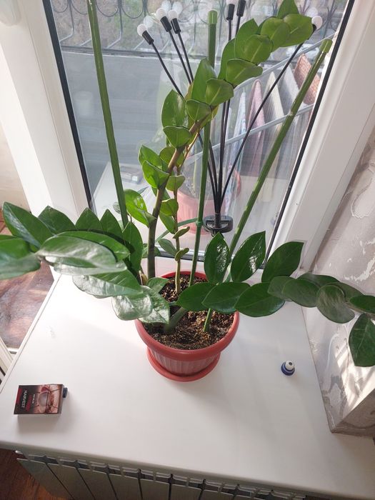 Замиокулькас (долларовое дерево)