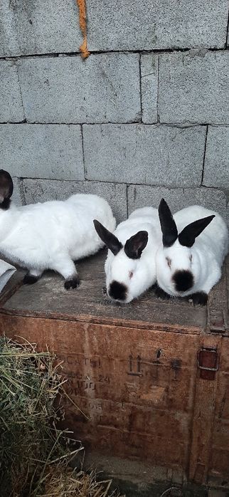 Кролики калифорния