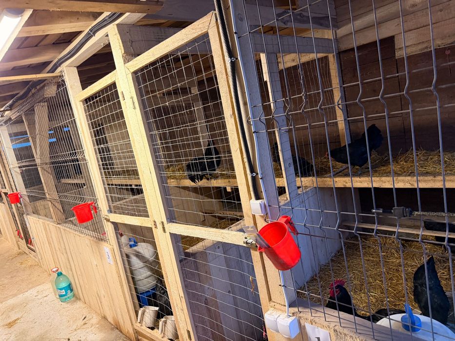 Gaini Australorp Negru cu inel