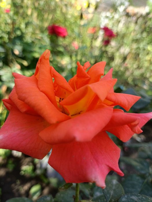 Нарцысс , клематис, розы,гибискус, ирис, ромашка,