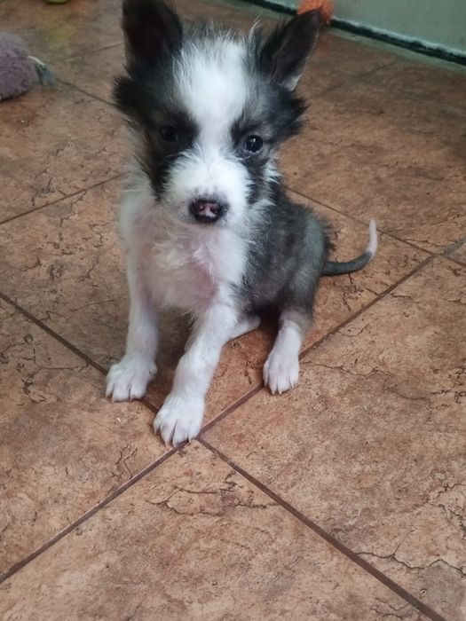 Отдаются щенки в добрые руки