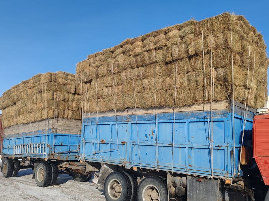 Продам сено тюковое житняк