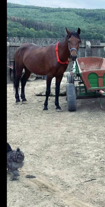 Vând harmasar 4 ani mai multe detali in privat