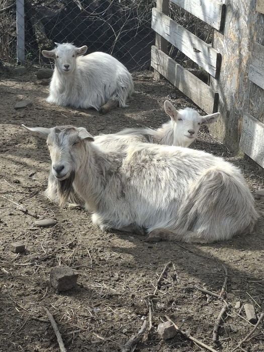 Vând 3 capre crescute in gospodărie