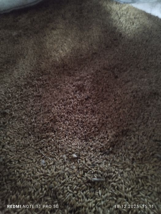 Orz de vanzare recolta 2025