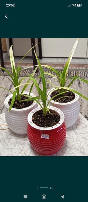 Продам комнатные растения