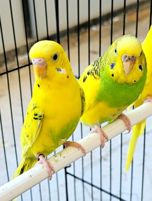 Волнистый попугайлар Valnisti para