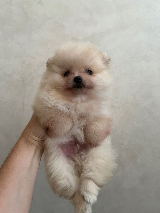 Бронь щенков шпица померанского типа