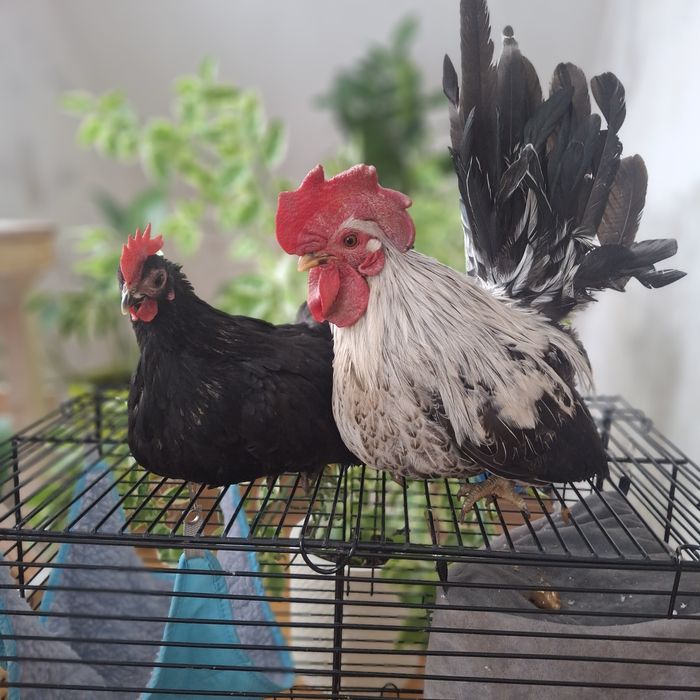 Декоративные курочки шабо