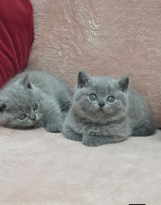 Шотландский котик. Скоттиш стайт.