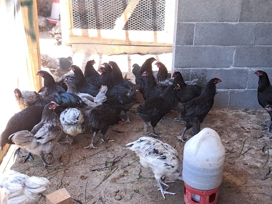 Vând cocoși tineri Australorp de 2,3 luni