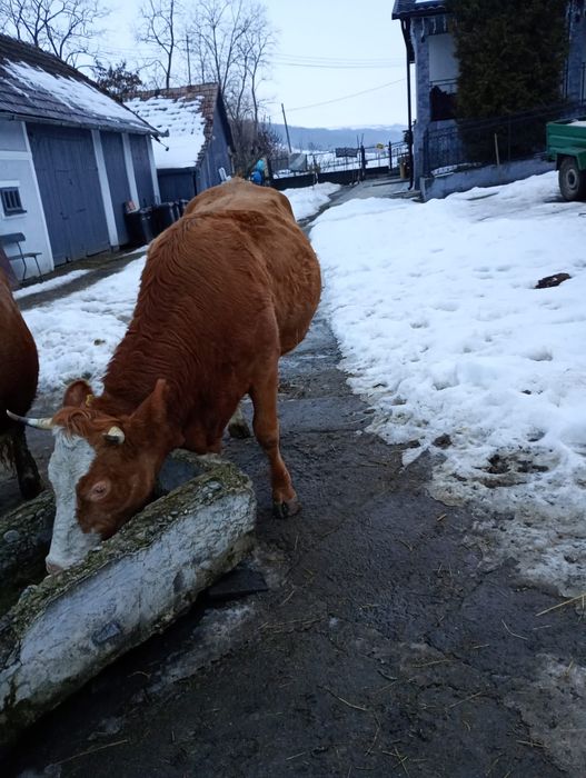 Junincă de vânzare