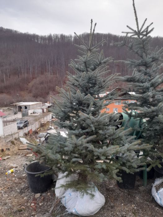 Brazi arginti cu radacină