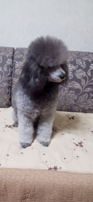 Жених ищет невесту