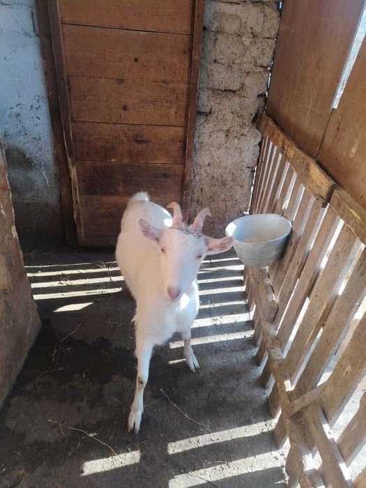 Vand capre de lapte rasa sanem