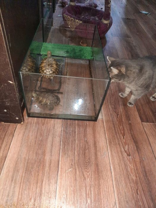 Кошечка 1.5 года в добрые руки