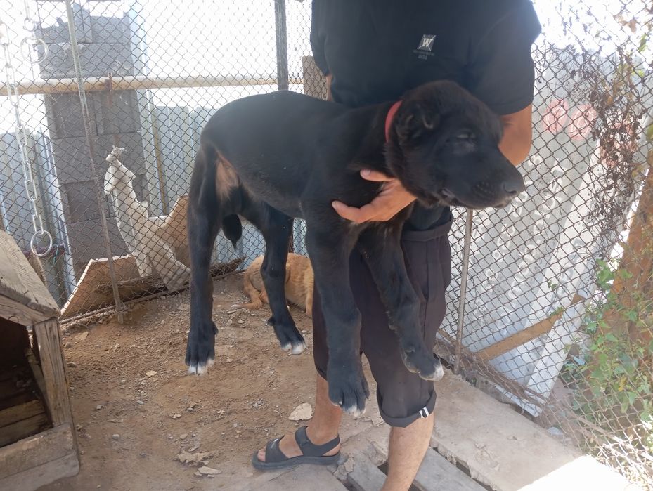 Аяу риза таза Алабай