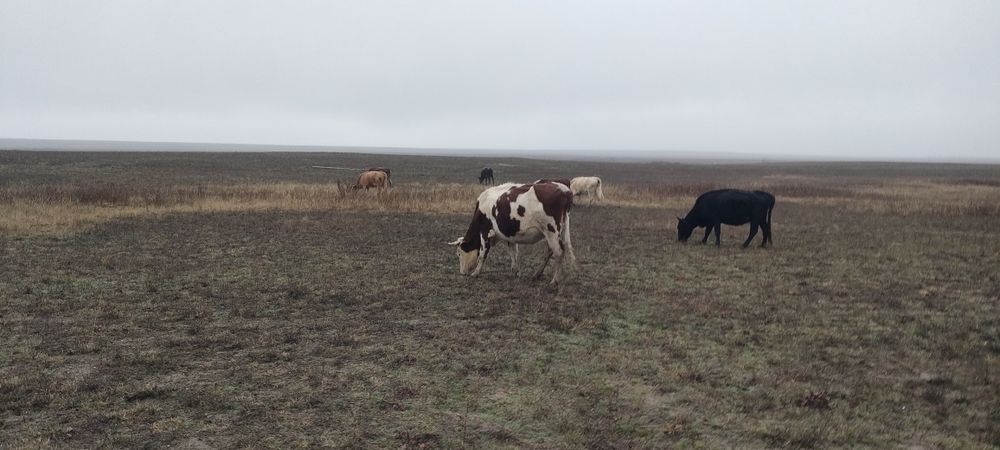 Симментальские коровы