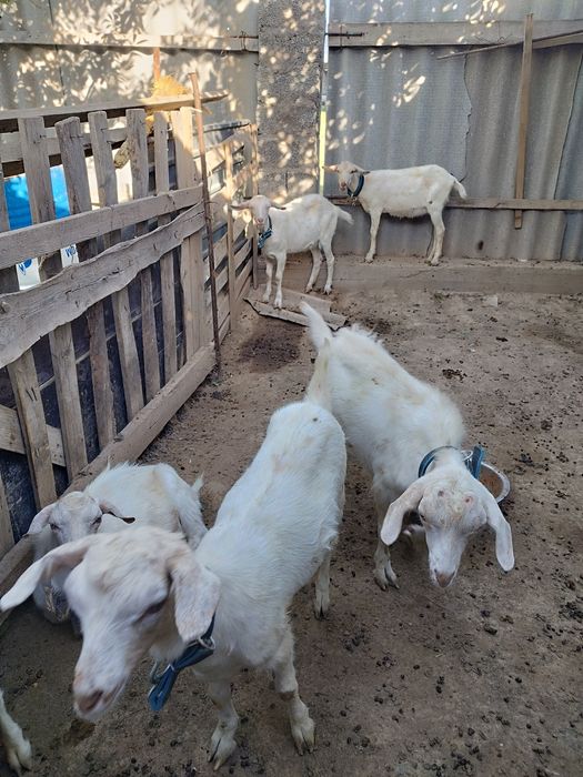 Ешкілер сатылады лақтары мен