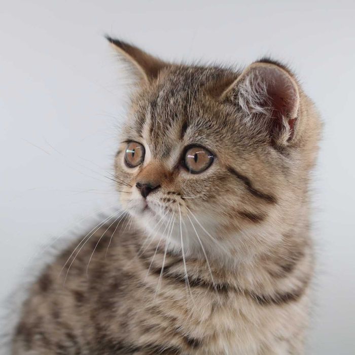 Продаётся кошка британка