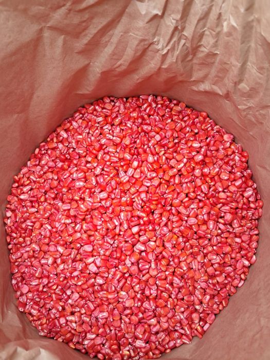 Семена кукурузы Сармат