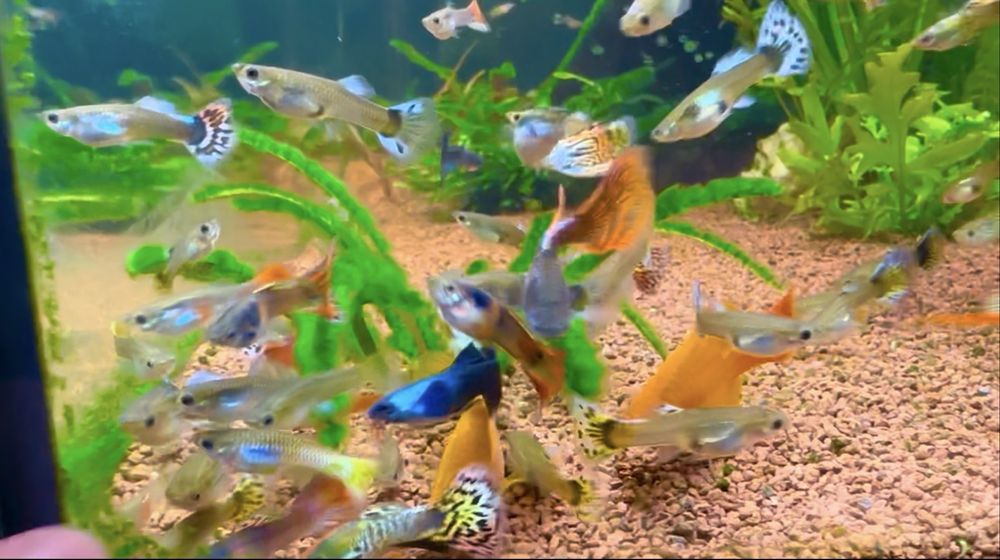 Vand pesti guppy