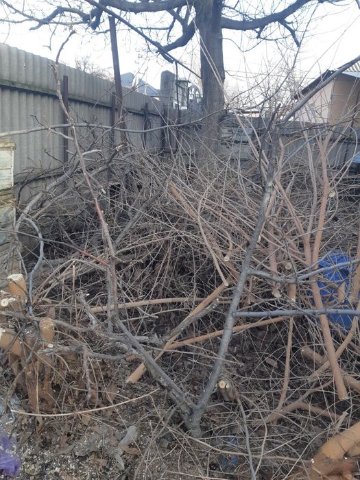 Дрова. Ветки .          .