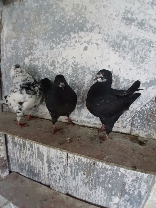 Porumbei kingi scurti pestriti